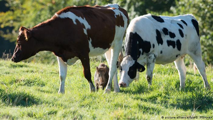 Deutschland Rinder adoptieren Wildschweinfrischling