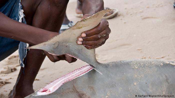 Hai-Finning in Mosambik Sharkproject International e.V.