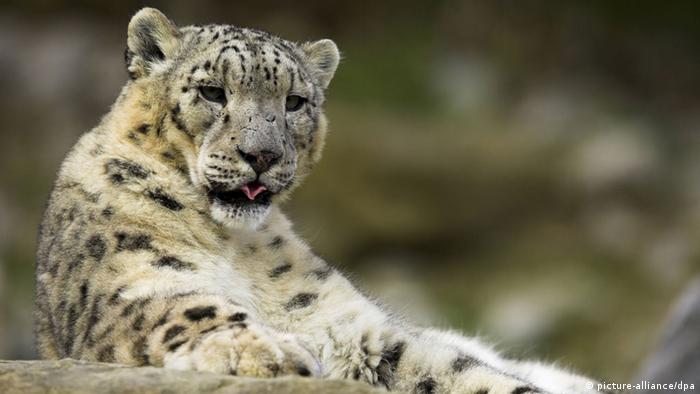 Bildergalerie bedrohte wildlebende Tierarten