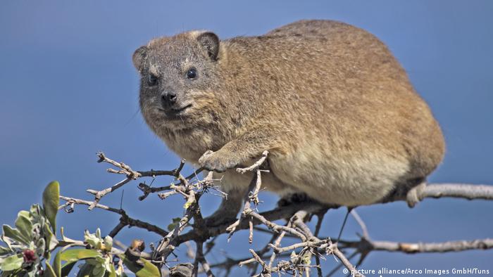 Common Rock Hyrax - Klippschliefer (picture alliance/Arco Images GmbH/Tuns)