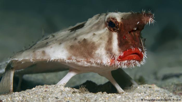 Red-lipped Batfish - Ogcocephalus darwini (Imago/Imagebroker/N. Probst)