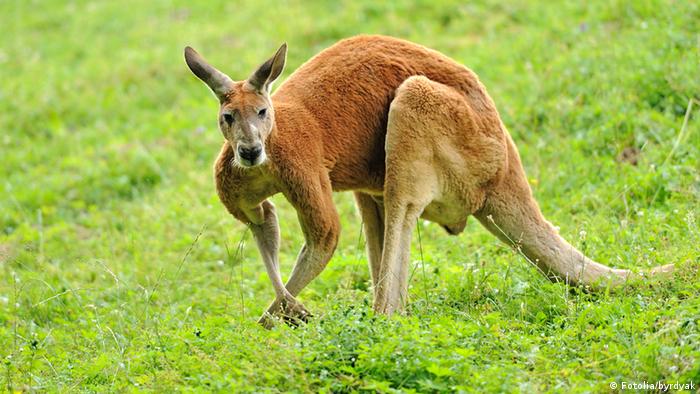 High on carrots, Australian kangaroos attack tourists | News | DW | 02.05.2018