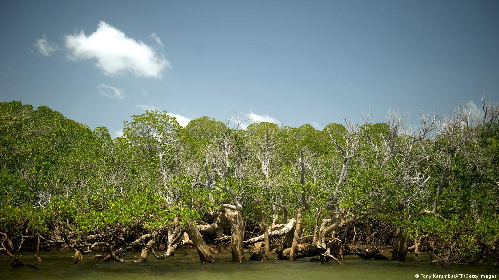 Hutan Bakau Lindungi Pesisir Dari Badai Dan Tsunami Iptek Laporan Seputar Sains Dan Teknologi Dan Lingkungan Dw 22 12 2013