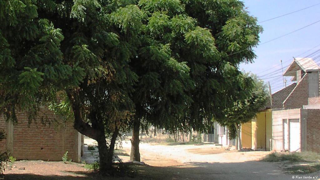 أشجار النيم العلاج السريع للتصحر علوم وتكنولوجيا آخر الاكتشافات والدراسات من Dw عربية Dw 16 08 2013