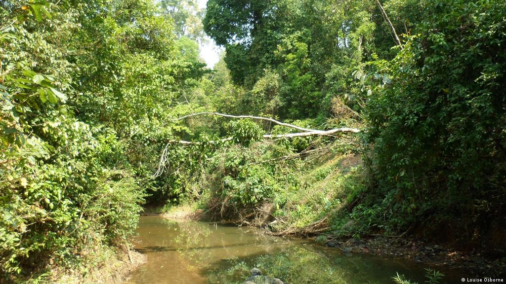 الازدهار الاقتصادي في ميانمار يهدد غاباتها علوم وتكنولوجيا Dw