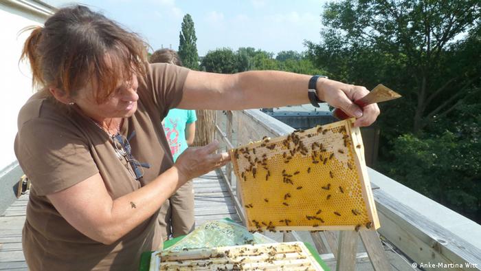 德国开始流行养蜂 科技环境 Dw 10 05 14