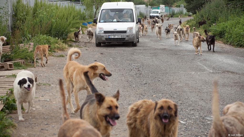 Istanbul′s forgotten dogs struggle for survival | Environment| All ...