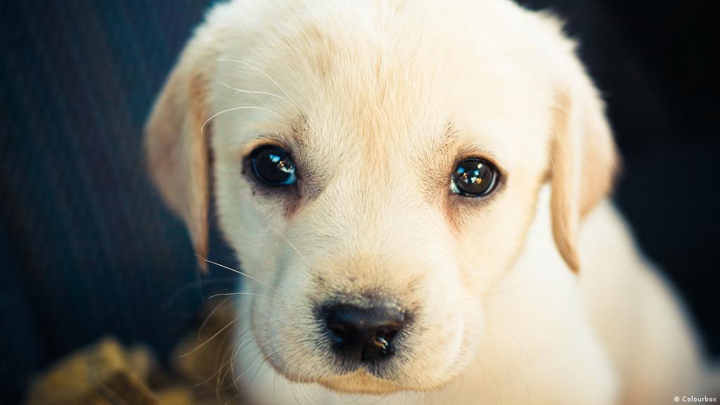 Bisakah Kita Berhenti Membenci Anjing Kolom Bersama Berdialog Untuk Mencapai Pemahaman Dw 07 09 2019