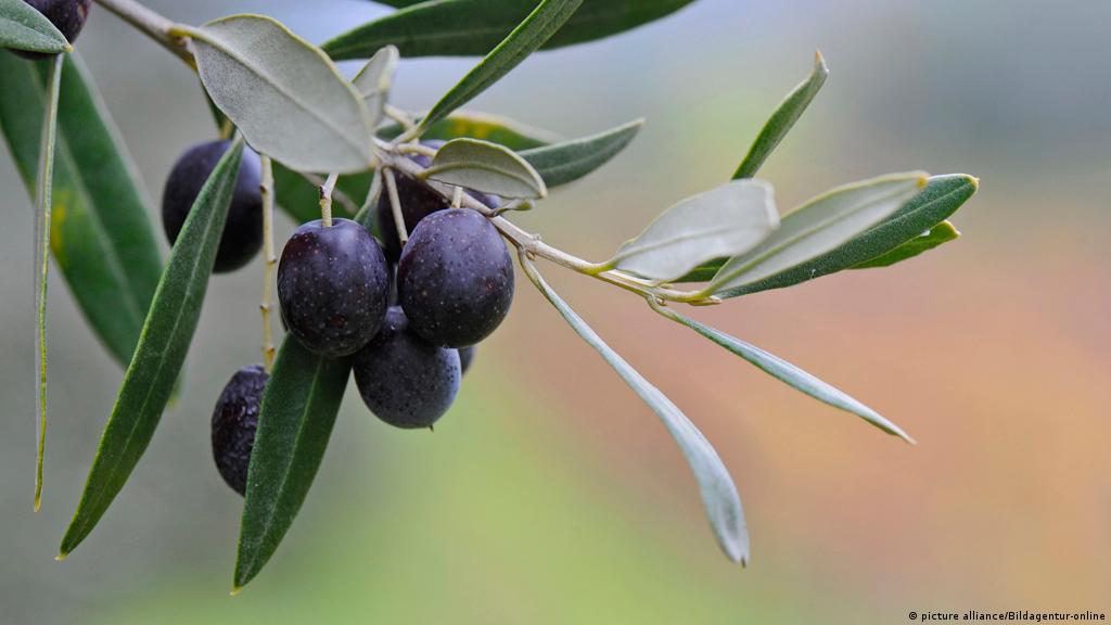 فوائد علاجية مذهلة لأوراق شجرة الزيتون عالم المنوعات Dw