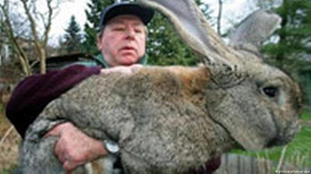 Giant German Rabbits to Ease Hunger in 