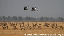 Gorongosa National Park in Mozambique (Gorongosa National Park/Clive Dreyer)