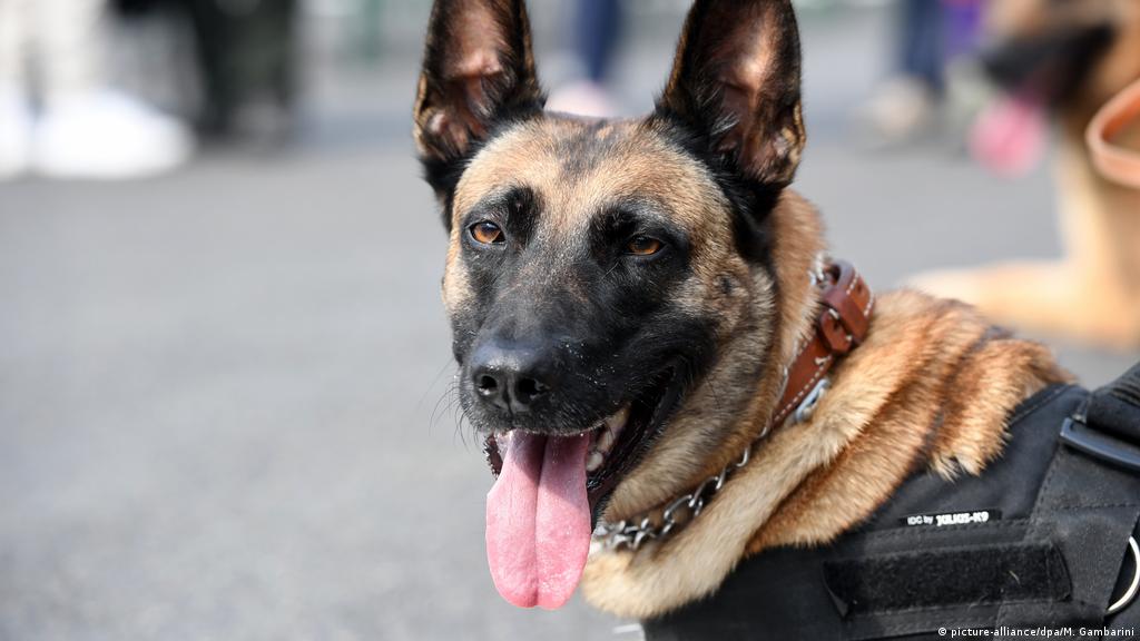 Coronavirus: German military training sniffer dogs | News | DW ...