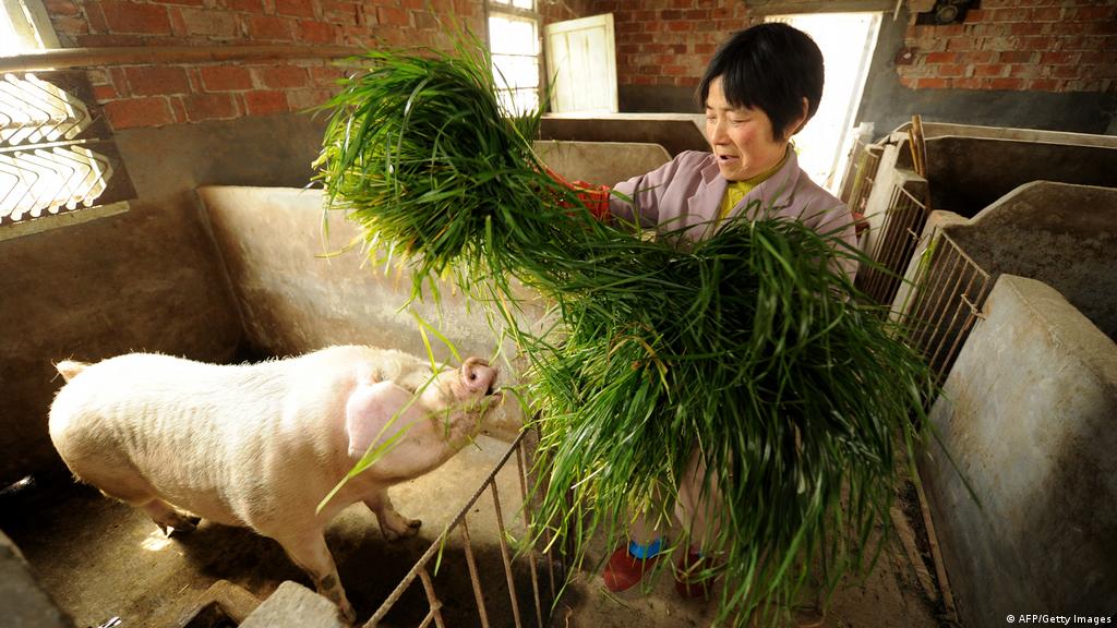 Κρίση στην αγορά χοιρινού μέσω… Κίνας | Οικονομία | DW | 31.10.2019