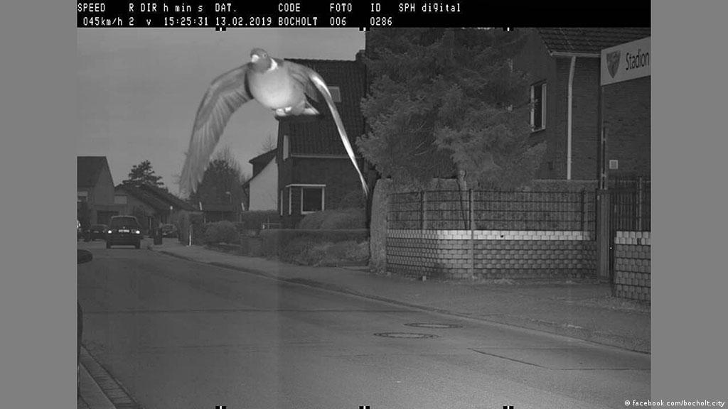 Pigeon Caught By Speed Camera In Germany News Dw 08 05 2019