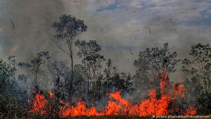 Amazon fires: Jair Bolsonaro issues burning ban in Brazil | News | DW |  29.08.2019