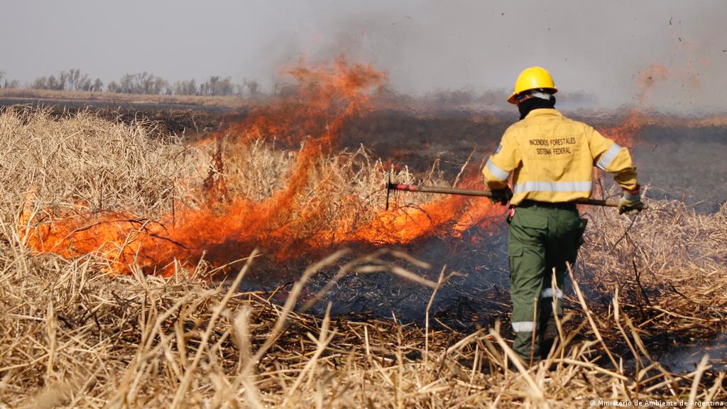 Incendios en el Delta del Paraná: el desmonte en Argentina no cesa |  Ciencia y Ecología | DW | 18.08.2020