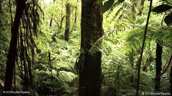مشاريع رائدة لحماية الغابات المطيرة في غواتيمالا علوم وتكنولوجيا